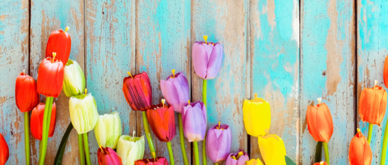 Tulip blossom flowers on vintage wooden background, border frame design. vintage color tone - concept flower of spring or summer background