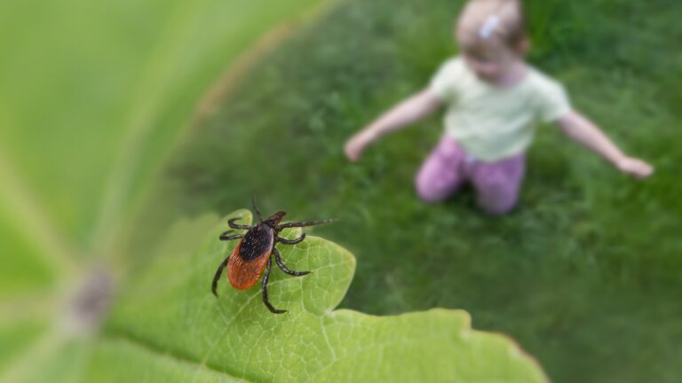 Closeup of parasitic mite hidden on nature leaf near blur small girl sitting on meadow or garden. Encephalitis or Lyme disease risk